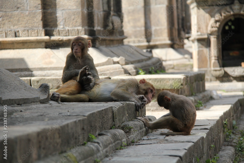 Asian small monkeys and their children sitting, playing, scratching and
