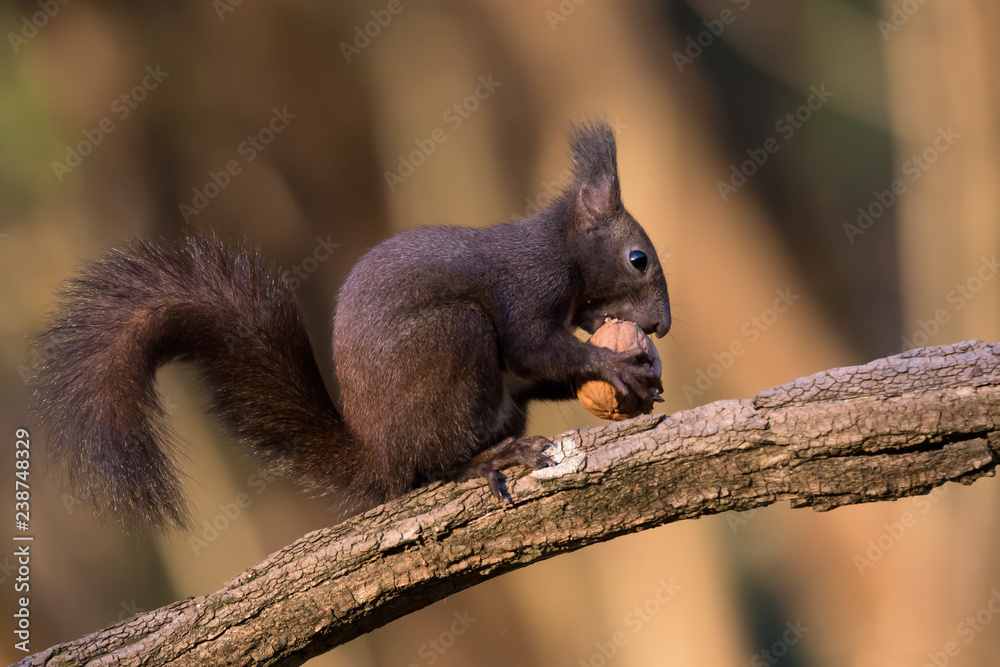 Scoiattolo europeo mangia una noce (Sciurus vulgaris) Scoiattolo europeo mangia una noce (Sciurus vulgaris)