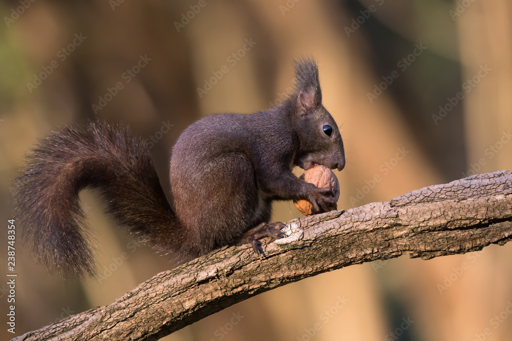 Scoiattolo europeo mangia una noce (Sciurus vulgaris) Scoiattolo europeo mangia una noce (Sciurus vulgaris)