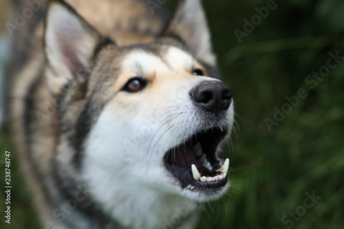 Barking dog.