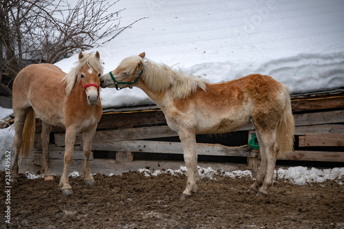 snow horses while kisssing