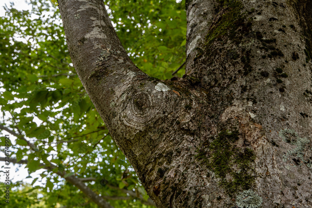 Obraz premium 樹木