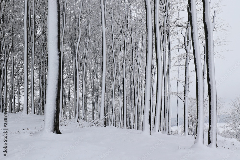 Winter in the beech forest. Beautiful winter landscape with trees. 