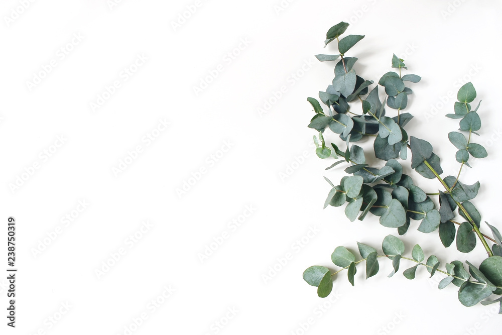 Frame, corner made of green Eucalyptus leaves and branches on white background. Floral composition. Feminine styled stock flat lay image, top view. Copy space.