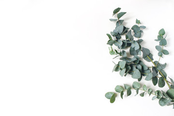Frame, corner made of green Eucalyptus leaves and branches on white background. Floral composition. Feminine styled stock flat lay image, top view. Copy space.