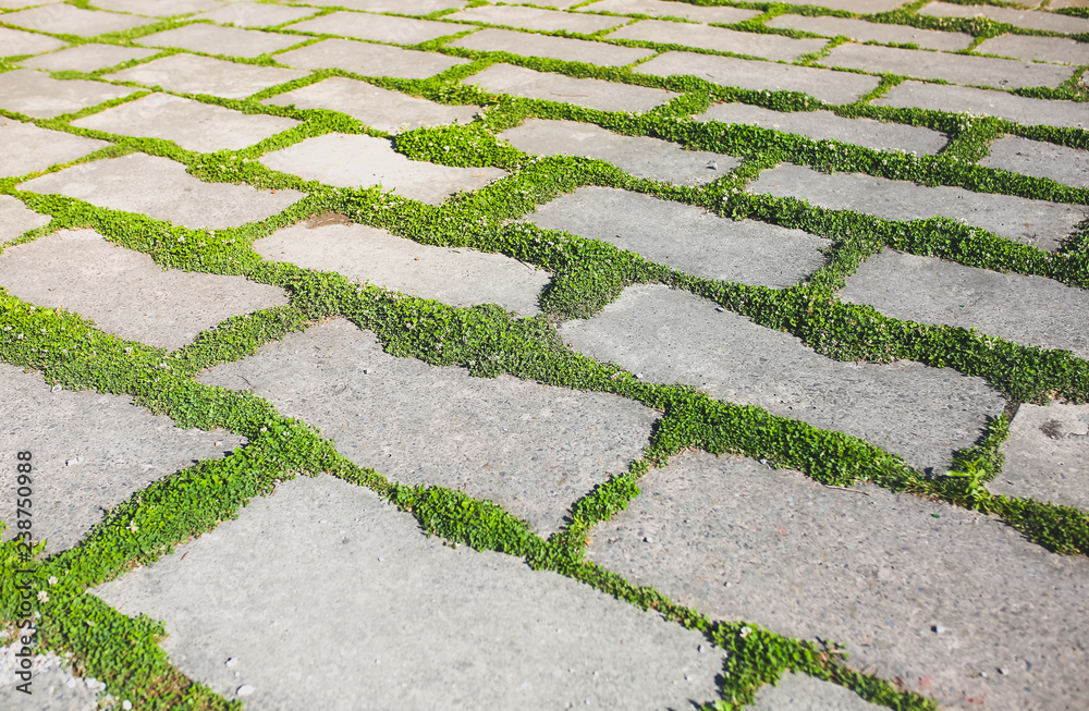 Green grass growing from the asphalt. Plant squares on the concrete road background. Urban nature concept. Green grass growing from the asphalt. Plant squares on the concrete road background. Urban nature concept.