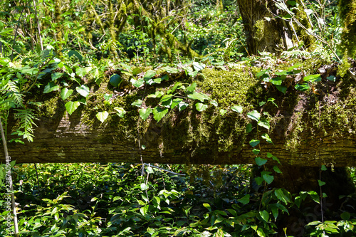 sunny boxwood grove forest leaves green jungle creepers vines and moss  
