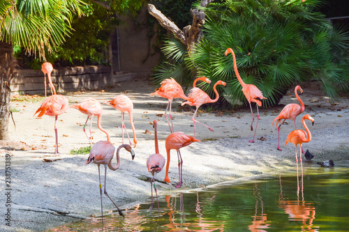 several pink long-necked flamingos by the pond