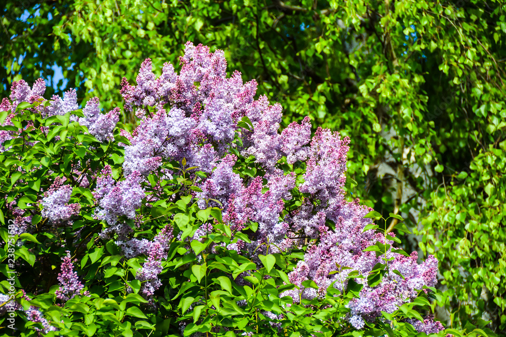 blooming purple clusters of flowers wisteria lilac bright bloom season spring blooming purple clusters of flowers wisteria lilac bright bloom season spring