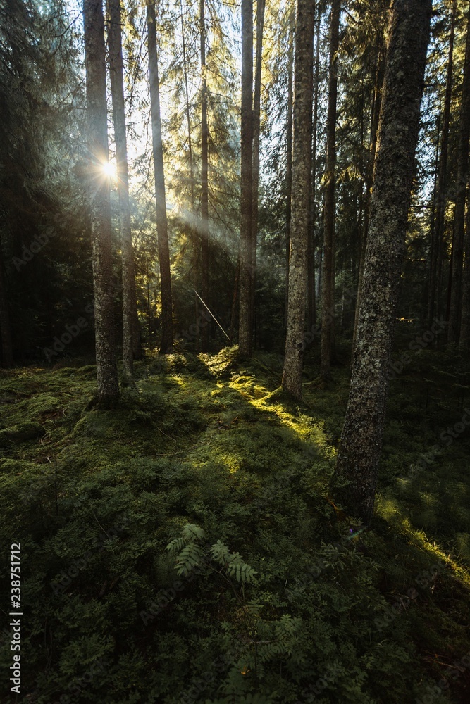 Fototapeta premium Morning lights in the forest.Sunbeam illuminate the green fresh plants.