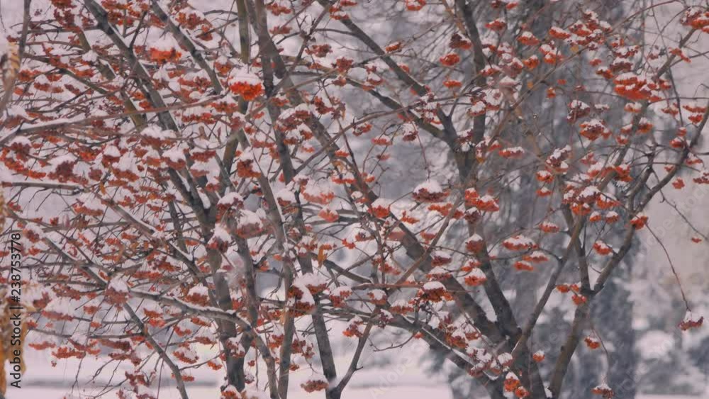 Rowan branches and fruits are covered with falling snow. Rowan branches and fruits are covered with falling snow.