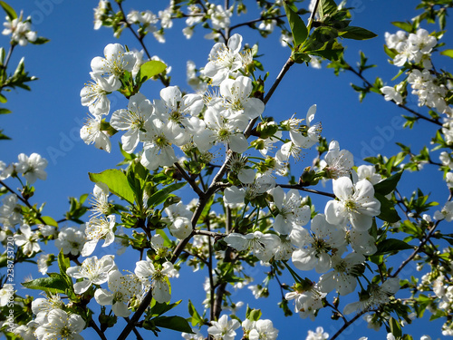 White cherry flowers blossom against the background of a blue sky. A lot of white flowers in sunny spring day. Selective focus. © MarinoDenisenko