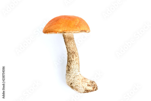 Aspen mushrooms isolated on white background