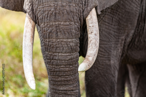 Photography close up of african elephant with big tusks