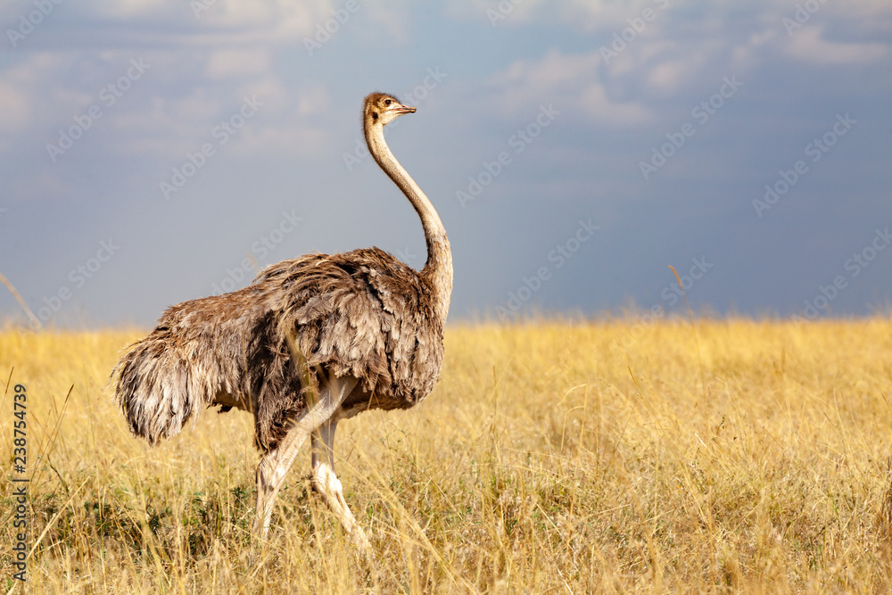 Fototapeta premium ostrich in africa