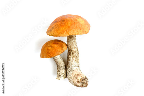 Aspen mushrooms isolated on white background
