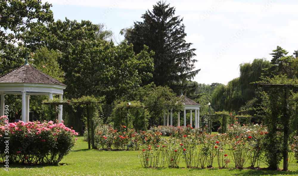 Obraz premium rose garden in summer