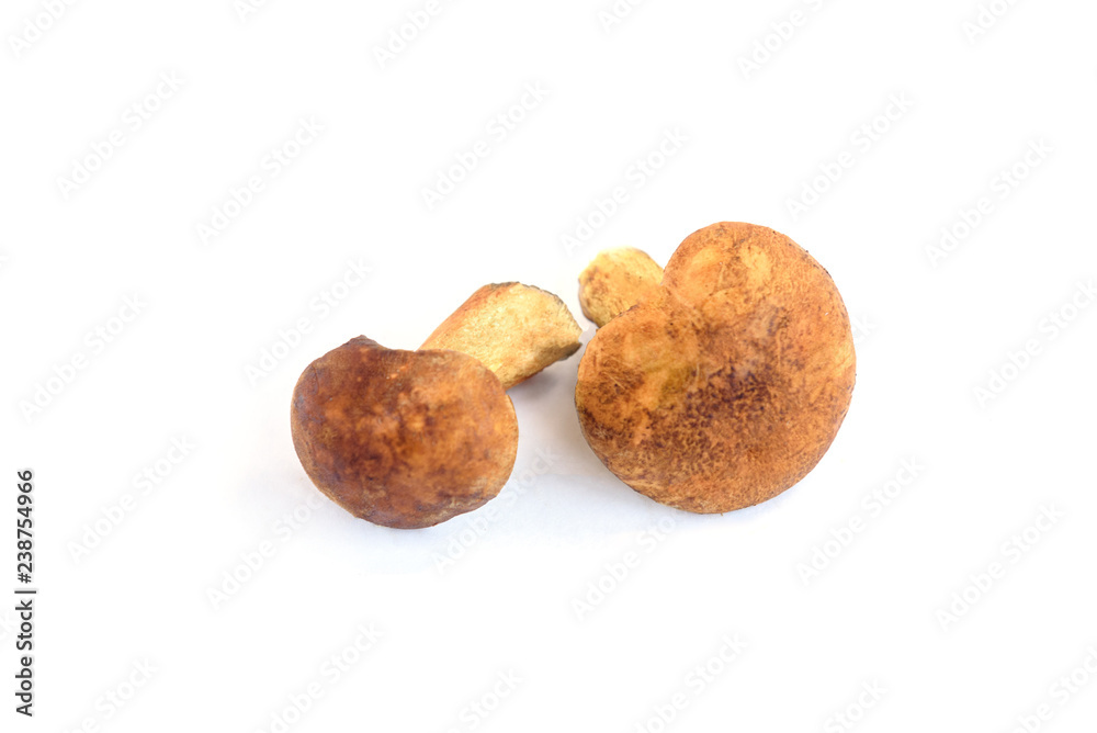Flywheel mushrooms isolated on white background Flywheel mushrooms isolated on white background