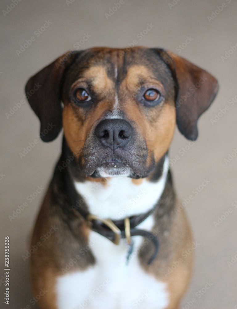 Portrait of a dog isolated on tan background Sitting 