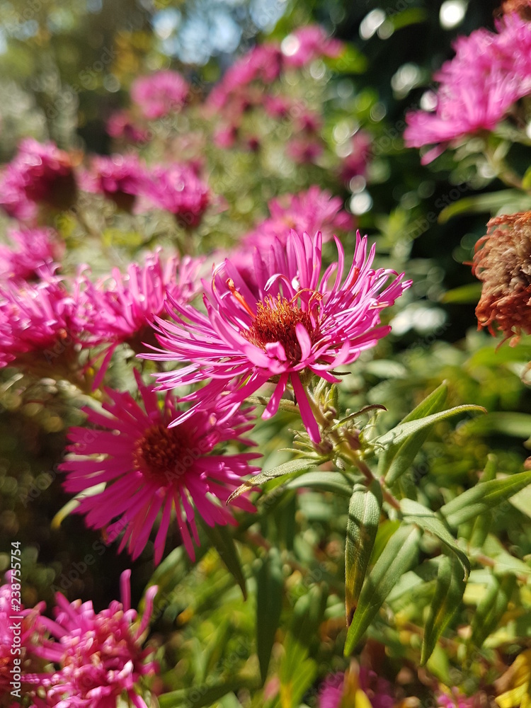 Obraz premium Sommerblumen