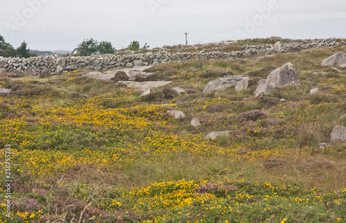 Rocky Garden photo