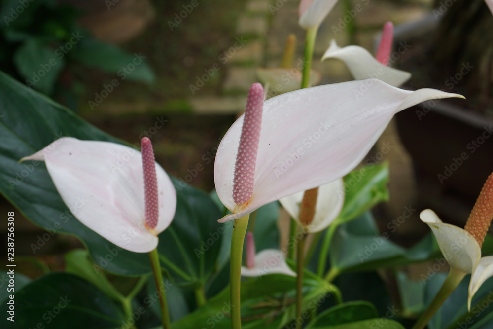 Obraz premium Beautiful colorful red and orange Heart of Hawaii Flamingo Flower Anthurium flowers with green leaves beautiful flowers in spring time 