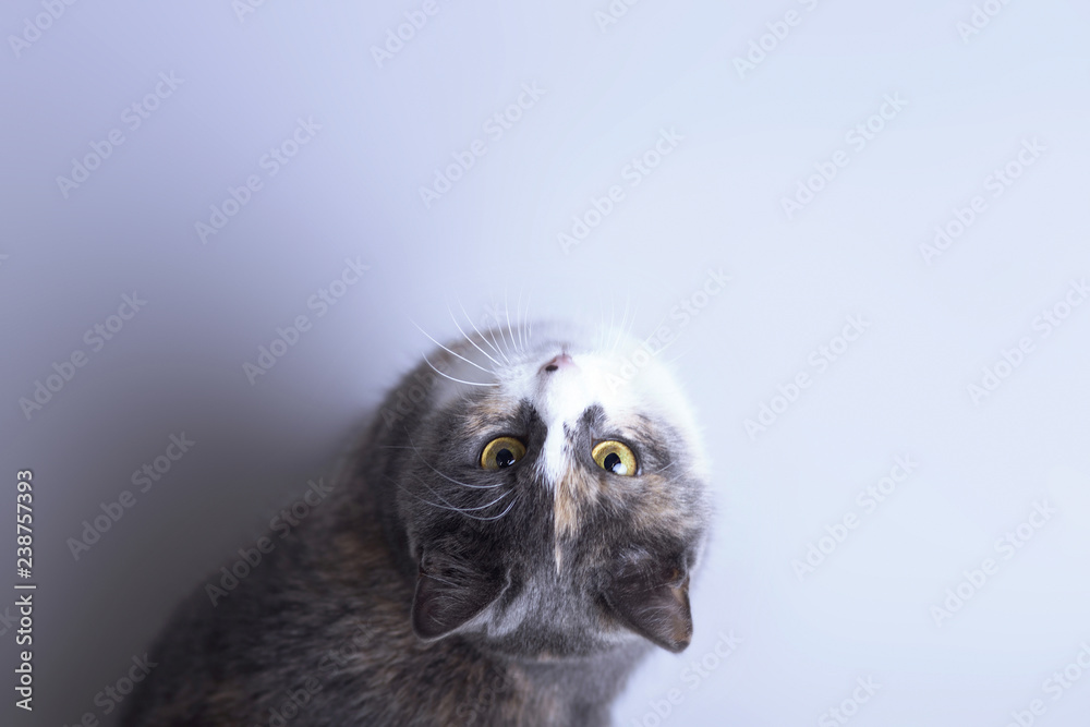 Obraz premium beautiful tricolor cat with big round yellow eyes on gray studio background top view, favorite looking up, concept animals
