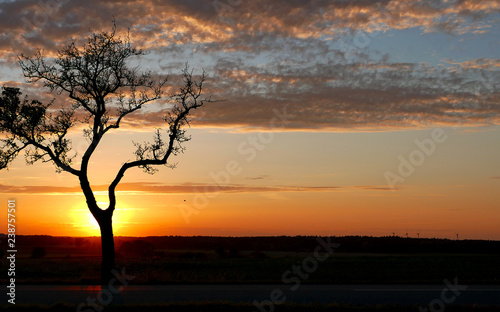 Tree in sunset