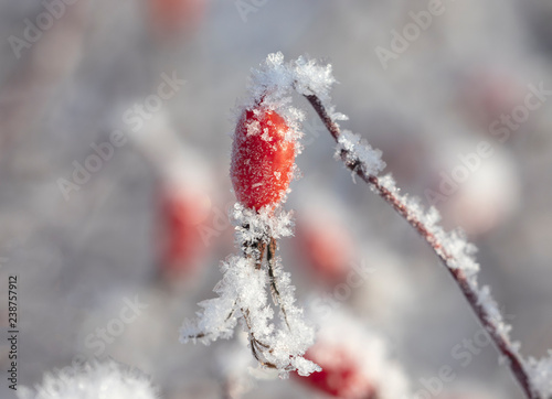 Rosehip berry on a branch with snowflakes