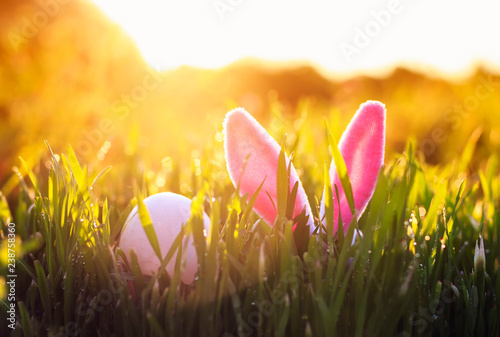 cute Easter scene with pink rabbit ears and egg sticking out of green juicy grass in spring meadow