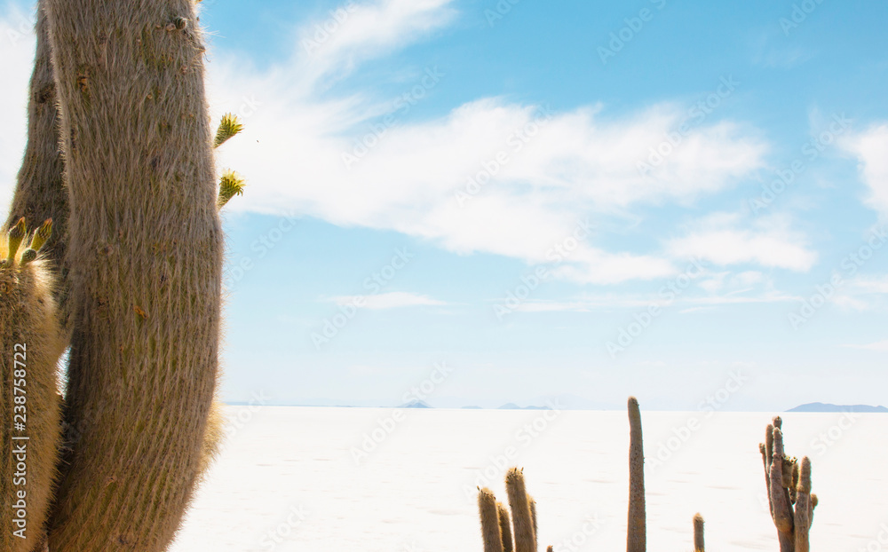 Incahuasi island ( Cactus Island) located at Salar de Uyuni in Bolivia.