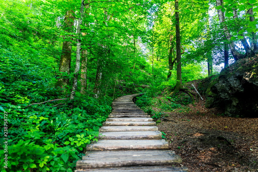 Obraz premium Walk in the Canopy of Trees