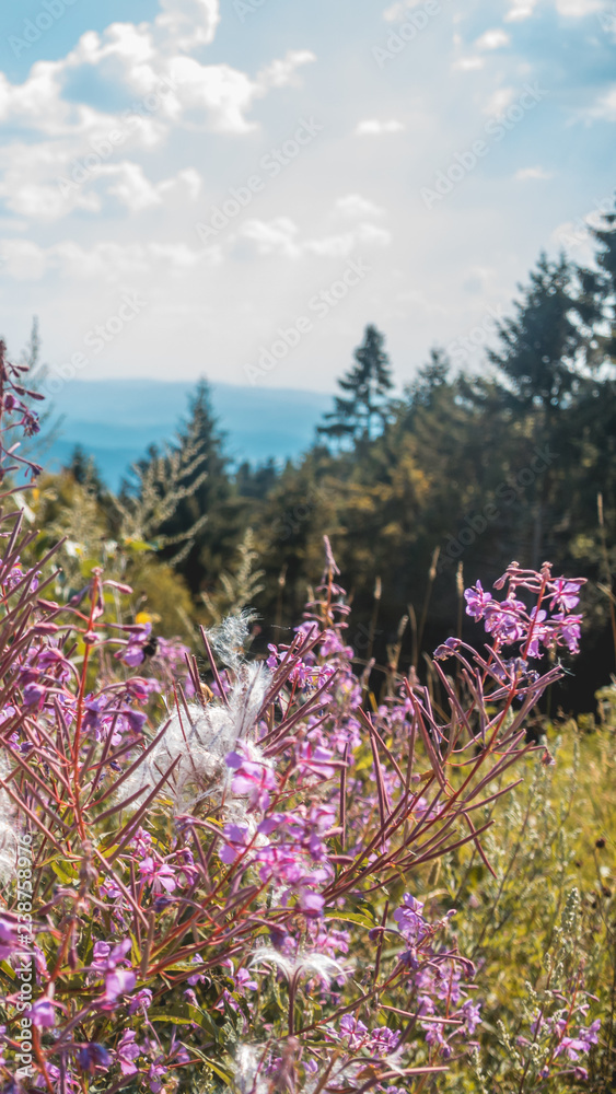 Smartphone HD wallpaper of beautiful view at Hohenbogen summit - Bavaria - Germany