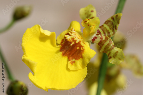 Yellow Orchid Close Up
