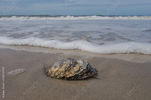 Muschel am Strand