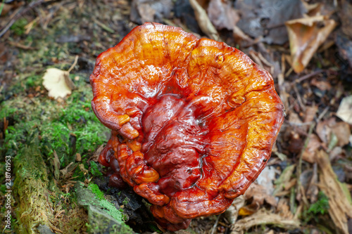 The lingzhi or reishi mushroom, Ganoderma lucidum, very traditional medicinal fungus