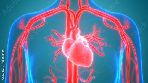 Human Circulatory System Anatomy photo