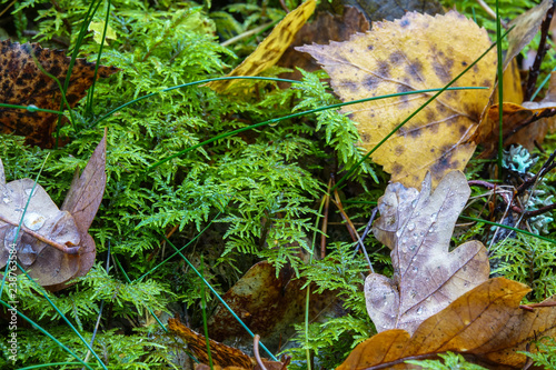 Details in the forest. Gree...