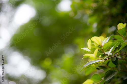 Natural green plants for background or wallpaper. Close up nature view of green leaf in garden at summer under sunlight.