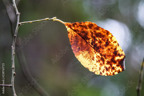 Detail in the forest. Lonel...