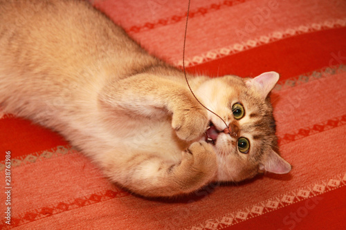 The Golden British cat lies upside down on the couch and plays with a silver chain trying to catch it.