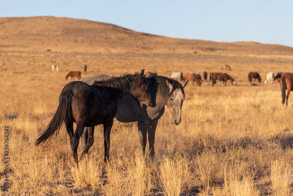 Wild Horse Stallions Sparring in the Utah Desert Wild Horse Stallions Sparring in the Utah Desert
