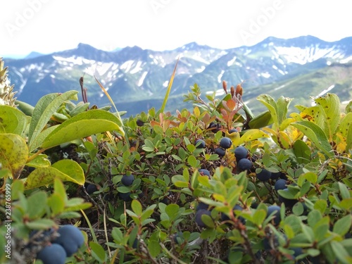 Bluberry in Kamchatka