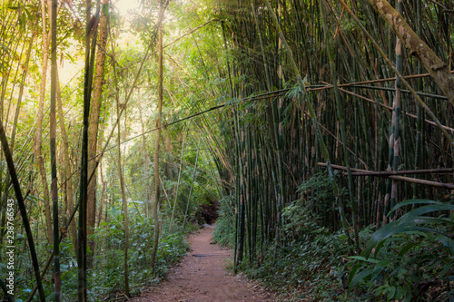 Walking in Bamboo Mountain Forest