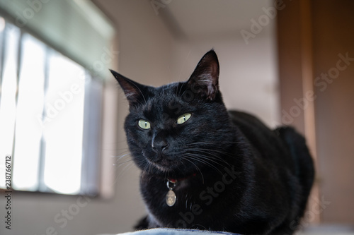 Wallpaper Mural ねこ Torontodigital.ca