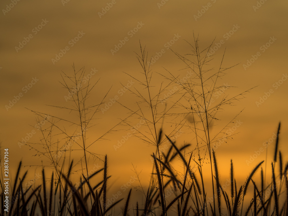silhouette of grass flower silhouette of grass flower