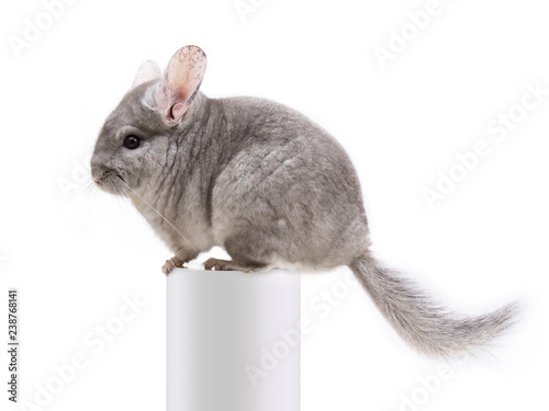 The cute furry chinchilla sitting on a white tube photo