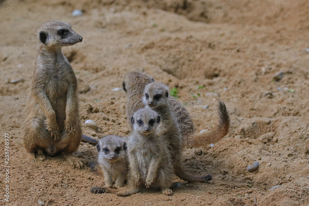Fototapeta premium Erdmännchen Nachwuchs Tierkinder