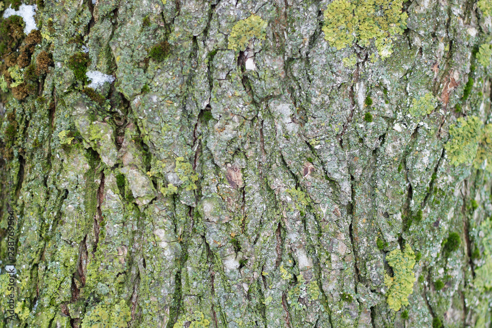 the texture of the wood overgrown with moss the texture of the wood overgrown with moss
