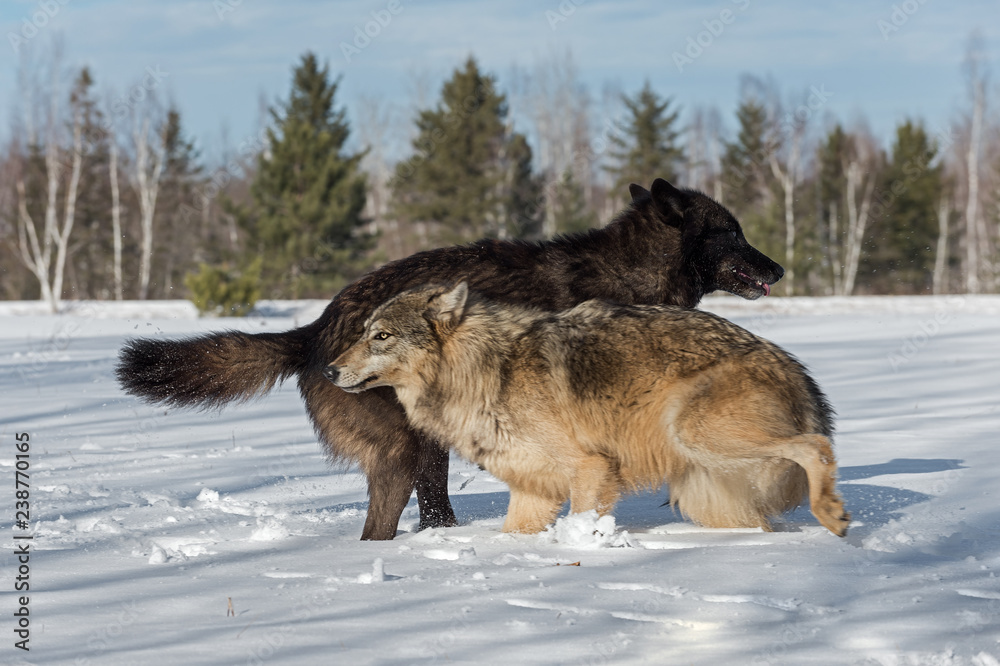 Grey Wolves (Canis lupus) Jump Around in Field Winter